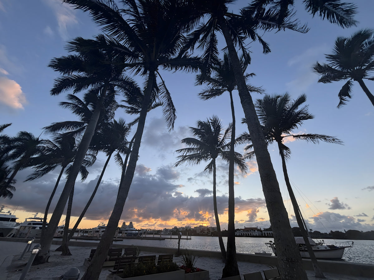 Palms at Dusk fine-art print